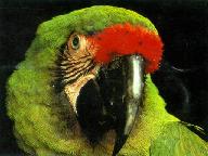 Unit8 big bird